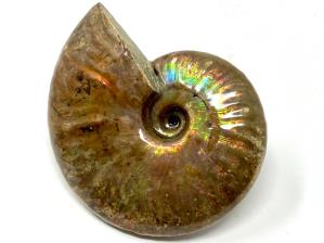 Ammonite Iridescent Large 8.7cm | Image 7
