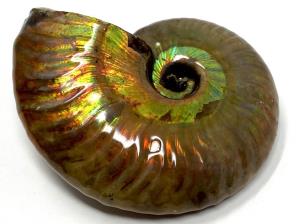 Ammonite Iridescent 6.2cm | Image 3