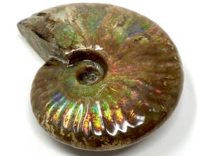 Ammonite Iridescent Large 8.7cm | Image 5