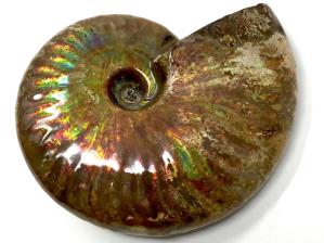Ammonite Iridescent Large 8.7cm | Image 4