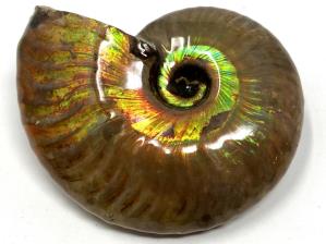 Ammonite Iridescent 6.2cm | Image 2