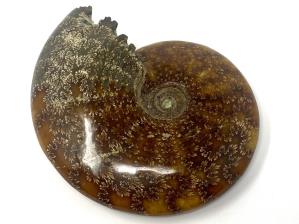 Ammonite Cleoniceras Large 16.2cm | Image 2