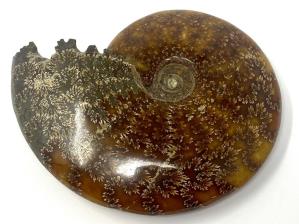 Ammonite Cleoniceras Large 16.2cm | Image 3