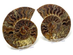 Ammonite Pair Large 21.5cm | Image 2