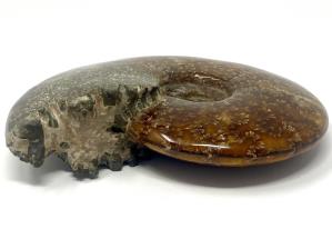 Ammonite Cleoniceras Large 16.2cm | Image 5