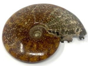 Ammonite Cleoniceras Large 16.2cm | Image 4