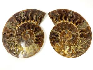 Ammonite Pair Large 21.5cm | Image 4