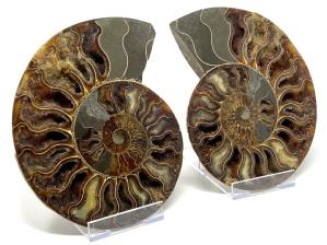 Druzy Ammonite Pair Large 20.2cm | Image 2