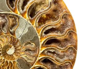 Druzy Ammonite Pair Large 20.2cm | Image 7