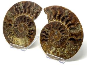 Ammonite Pair Large 21.5cm | Image 3
