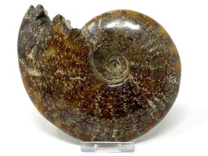 Ammonite Cleoniceras Large 13.3cm | Image 2