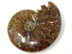 Ammonite Cleoniceras Large 13.3cm | Image 3