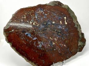 Fossilised Wood Slice 44cm | Image 5