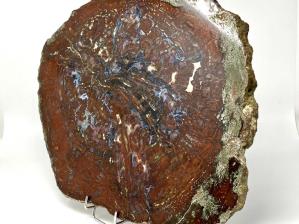 Fossilised Wood Slice 44cm | Image 6