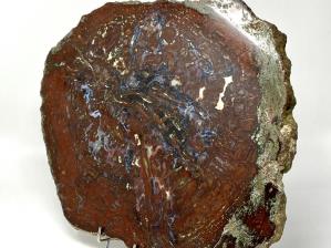 Fossilised Wood Slice 44cm | Image 4