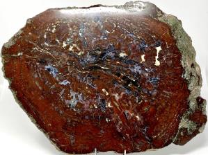 Fossilised Wood Slice 44cm | Image 2