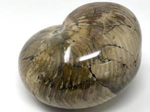 Iridescent Nautilus Fossil Large 18.6cm | Image 5