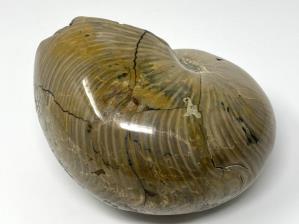 Nautilus Fossil Large 18.3cm | Image 7