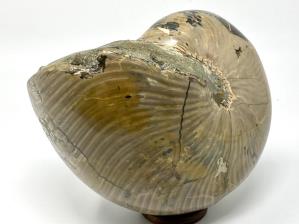 Nautilus Fossil Large 18.3cm | Image 2
