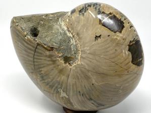 Nautilus Fossil Large 18.3cm | Image 5