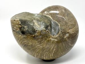 Nautilus Fossil Large 22.7cm | Image 5