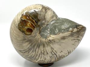 Nautilus Fossil Large 22.7cm | Image 4