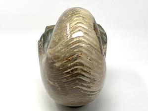Nautilus Fossil Large 22.7cm | Image 6