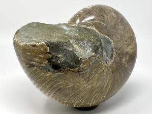 Nautilus Fossil Large 22.7cm | Image 3