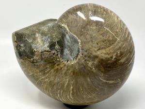 Nautilus Fossil Large 22.7cm | Image 2