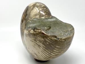 Nautilus Fossil Large 22.7cm | Image 7