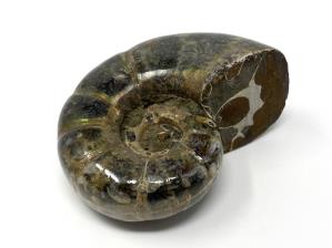 Ammonite Lytoceras 6.3cm | Image 4