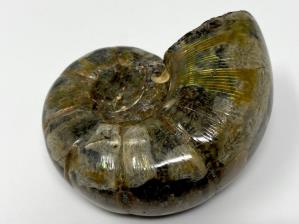 Ammonite Lytoceras 6.3cm | Image 3