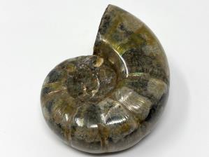 Ammonite Lytoceras 6.3cm | Image 5