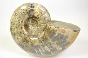 Ammonite Lytoceras 11.5cm | Image 3