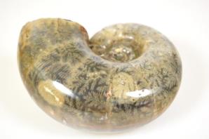 Ammonite Lytoceras 11.5cm | Image 5