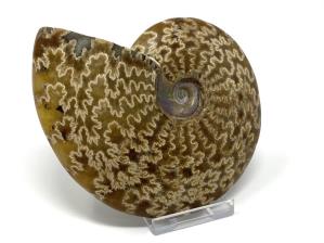 Ammonite Cleoniceras 11.5cm | Image 2