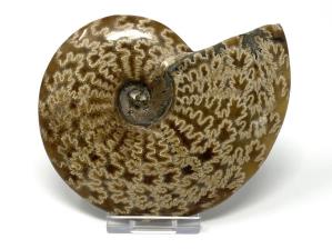 Ammonite Cleoniceras 11.5cm | Image 3