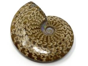 Ammonite Cleoniceras 11.5cm | Image 4