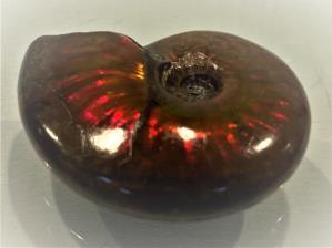 Ammonite Red Iridescent 5.5cm | Image 2