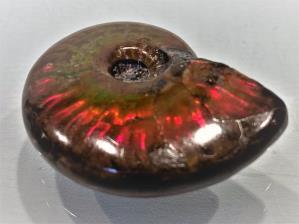 Ammonite Red Iridescent 5.5cm | Image 3