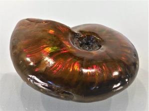 Ammonite Red Iridescent 4.5cm | Image 4