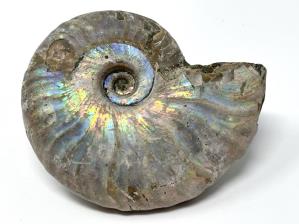 Ammonite Cleoniceras 7.8cm | Image 2