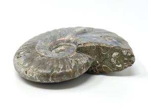 Ammonite Cleoniceras 7.8cm | Image 3