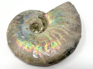 Ammonite Cleoniceras 6.3cm | Image 2