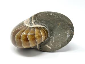 Nautilus 8.5cm | Image 3