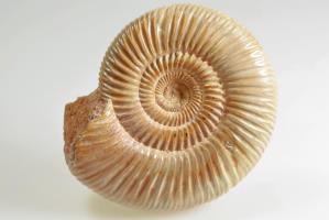 Ammonite Perisphinctes 9.2cm | Image 2