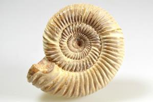 Ammonite Perisphinctes 9cm | Image 3