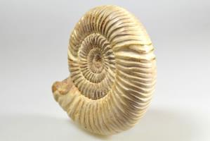 Ammonite Perisphinctes 9cm | Image 4