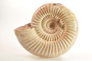 Ammonite Perisphinctes 8.4cm | Image 2