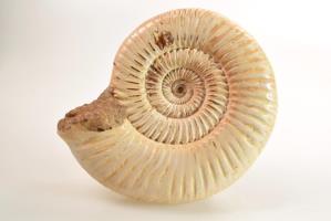 Ammonite Perisphinctes 10cm | Image 2